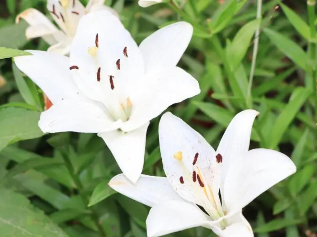 百合花多久开花一次（关于百合花的开花时间）