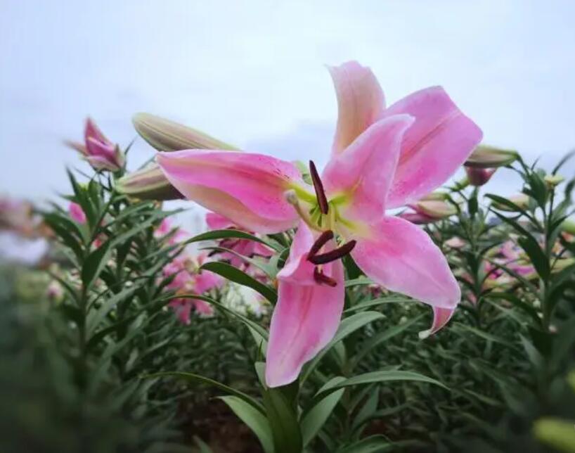 送百合花是什么意思（百合花的含义）