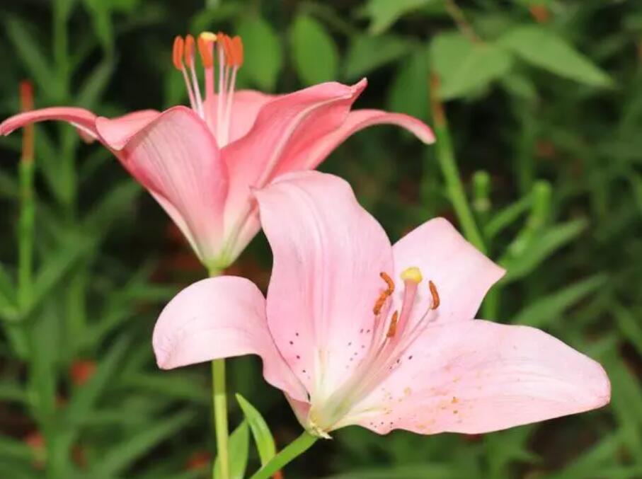 百合花需要修剪吗（百合花的修剪方法）